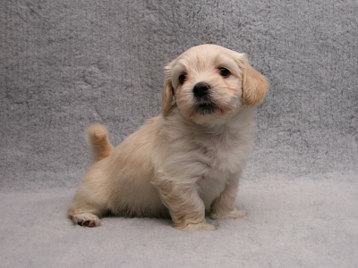 Bichon Havanais hvalp fra Kennel Miki Nanoq